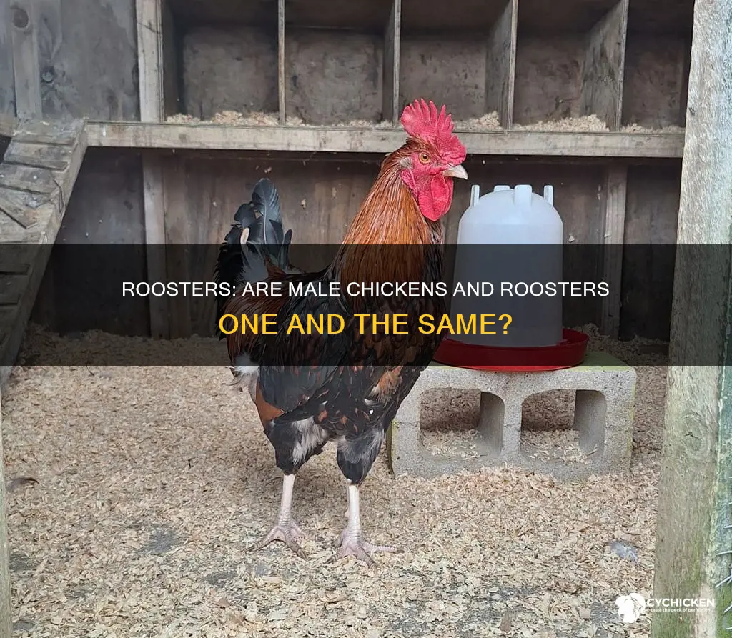 is a male chicken the same as a rooster