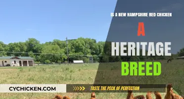Exploring the Heritage of New Hampshire Red Chickens