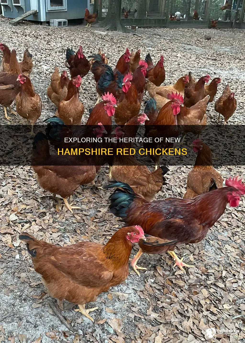 is a new hampshire red chicken a heritage breed