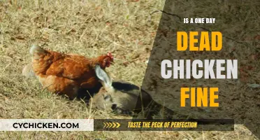 Is a One-Day Dead Chicken Safe to Eat? Facts Revealed