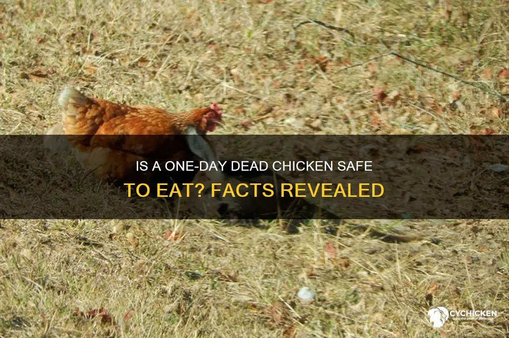 is a one day dead chicken fine