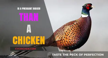 Pheasant vs. Chicken: Size Comparison and Key Differences Explained