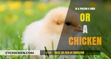 Pigeon or Chicken? Unraveling the Feathered Mystery of Urban Birds