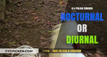 Polish Chicken Sleep Patterns: Nocturnal or Diurnal Behavior Explained