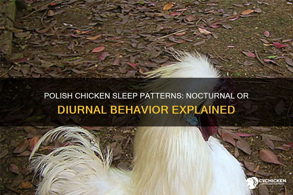 is a polish chicken nocturnal or diurnal