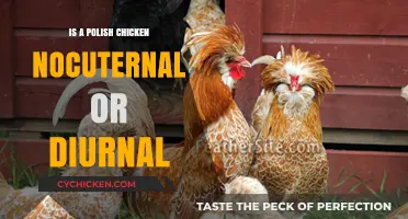 Polish Chicken Behavior: Nocturnal or Diurnal? Unraveling the Mystery