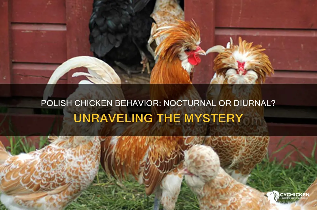 is a polish chicken nocuternal or diurnal