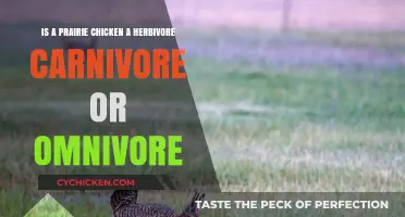 Prairie Chicken Diet: Herbivore, Carnivore, or Omnivore?