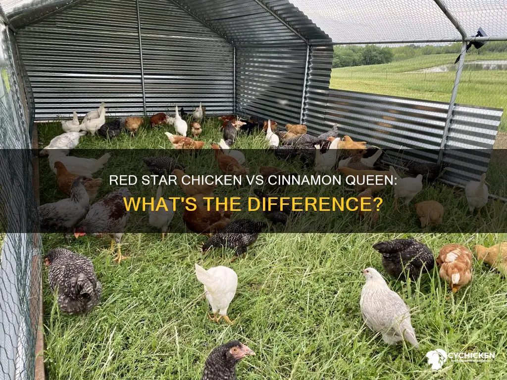 is a red star chicken the same as cinnammon queen