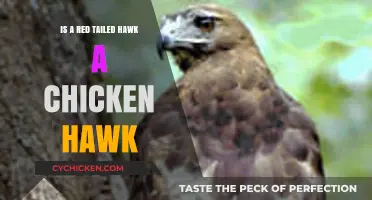 Red-Tailed Hawk vs. Chicken Hawk: Unraveling the Misconception