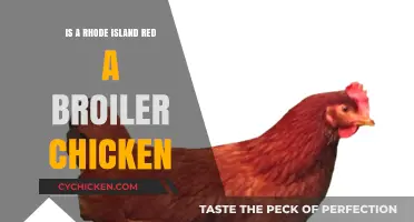 Rhode Island Red vs. Broiler: Understanding Their Roles in Poultry Farming
