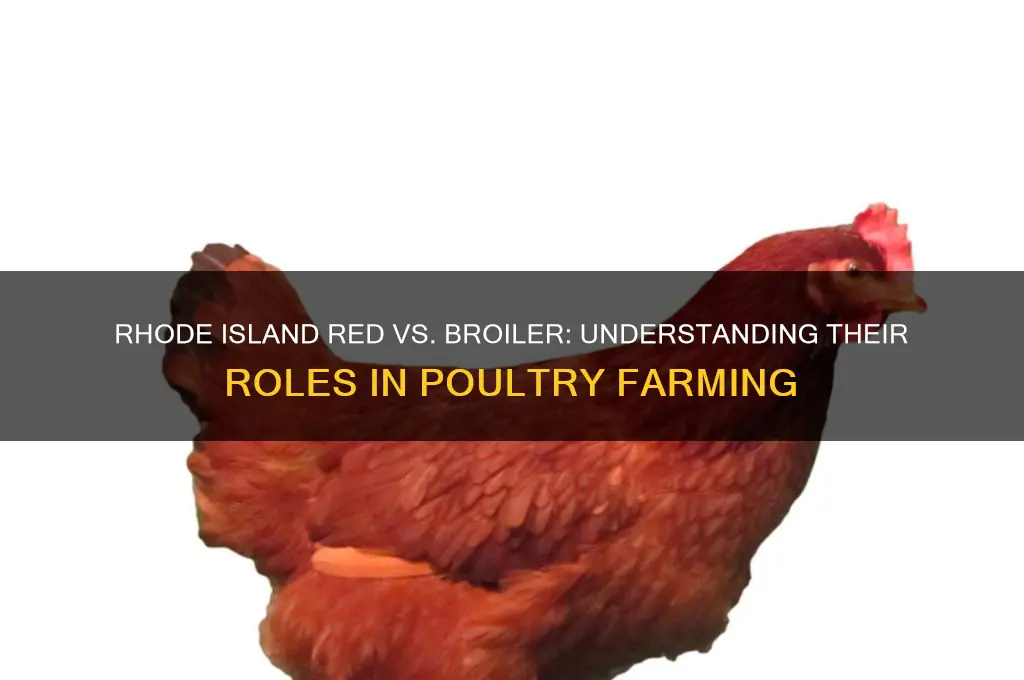 is a rhode island red a broiler chicken