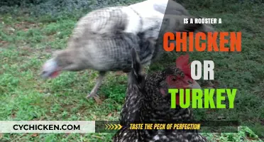 Rooster or Turkey: Unraveling the Poultry Puzzle in Simple Terms
