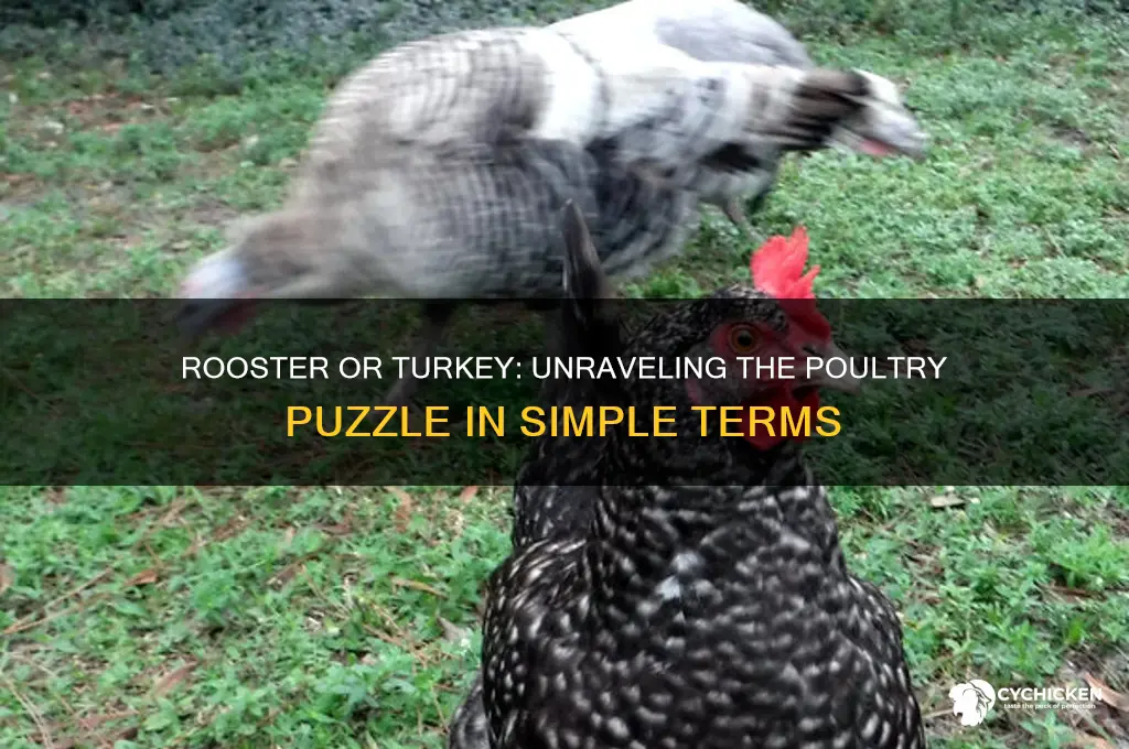 is a rooster a chicken or turkey