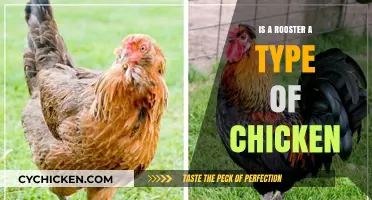 Roosters and Chickens: Understanding the Relationship and Key Differences