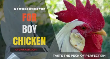 Rooster vs. Boy Chicken: Understanding the Difference in Poultry Terms