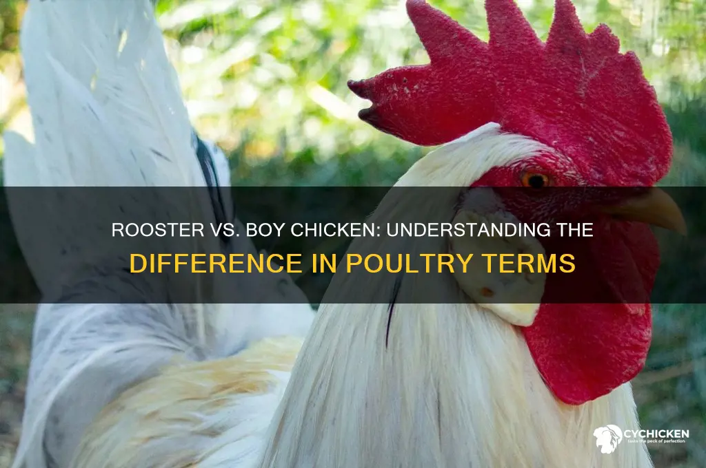 is a rooster another word for boy chicken