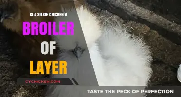 Silkie Chickens: Understanding Their Role as Broilers or Layers