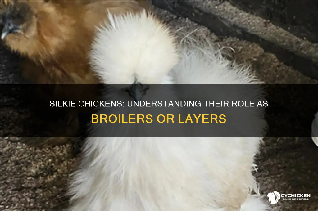 is a silkie chicken a broiler of layer