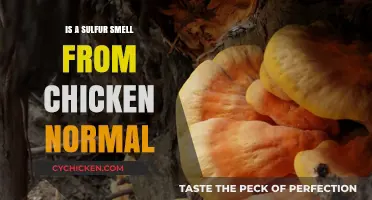 Is Sulfur Smell in Chicken Normal? Understanding Causes and Concerns