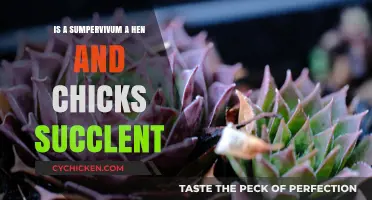 Sempervivum vs. Hen and Chicks: Are They the Same Succulent?