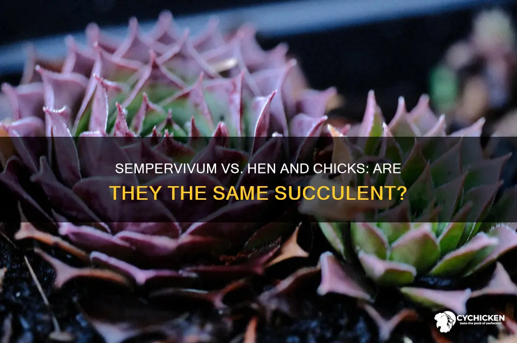 is a sumpervivum a hen and chicks succlent