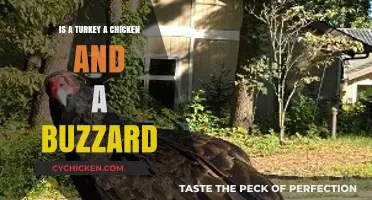 Turkey, Chicken, or Buzzard: Unraveling the Poultry and Raptor Confusion