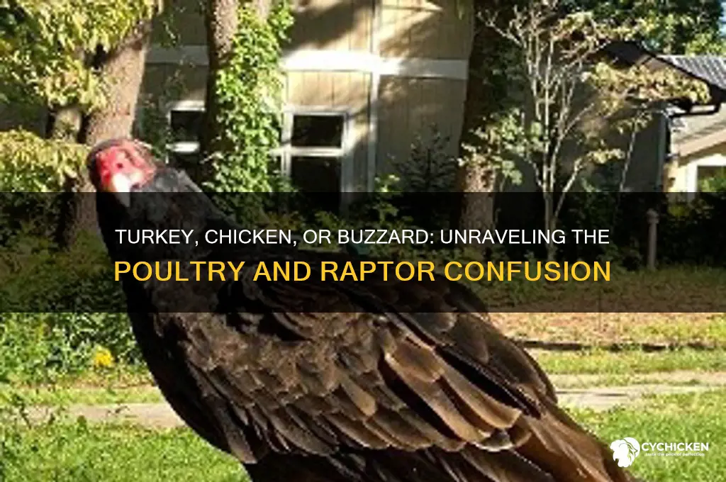 is a turkey a chicken and a buzzard