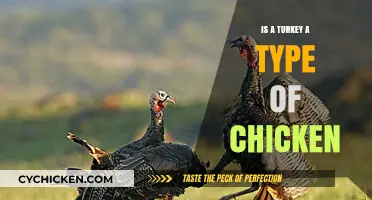 Turkey vs. Chicken: Unraveling the Poultry Puzzle and Differences