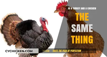 Turkey and Chicken: What's the Difference?