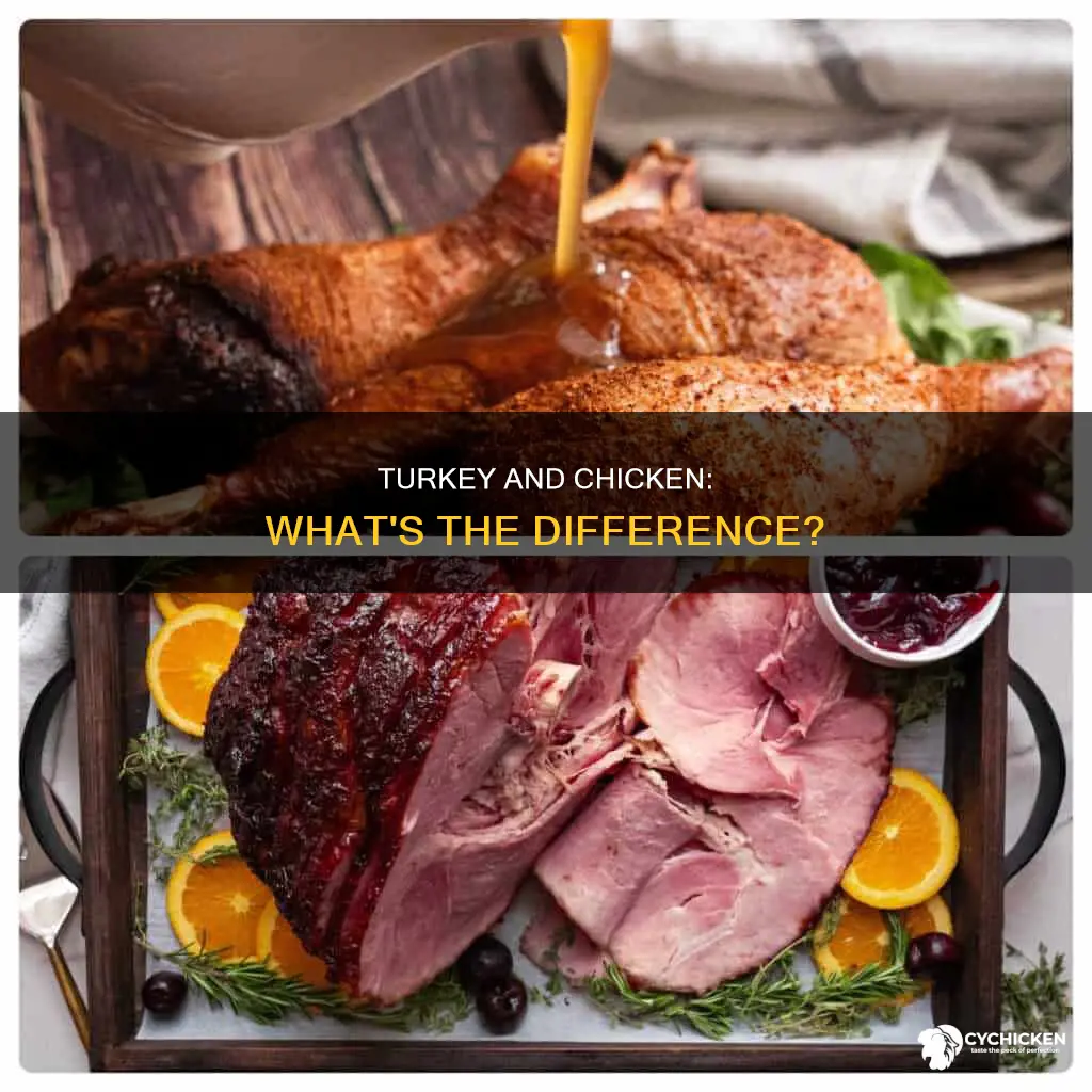 is a turkey and a chicken the same thing