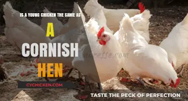 Young Chickens and Cornish Hens: What's the Difference?