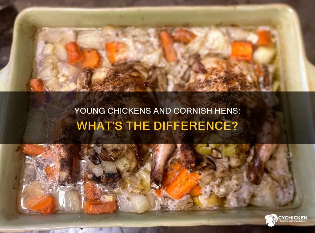 is a young chicken the same as a cornish hen