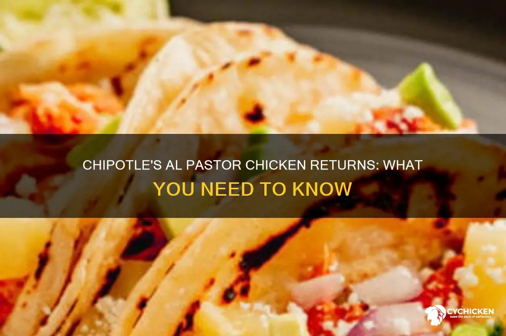 is al pastor chicken back at chipotle