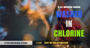 Chlorine-Washed Chicken: Fact-Checking the All-American Poultry Process