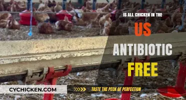 Is US Chicken Antibiotic-Free? Uncovering the Truth Behind the Label