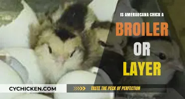 Amauracana Chicks: Understanding Their Role as Layers, Not Broilers