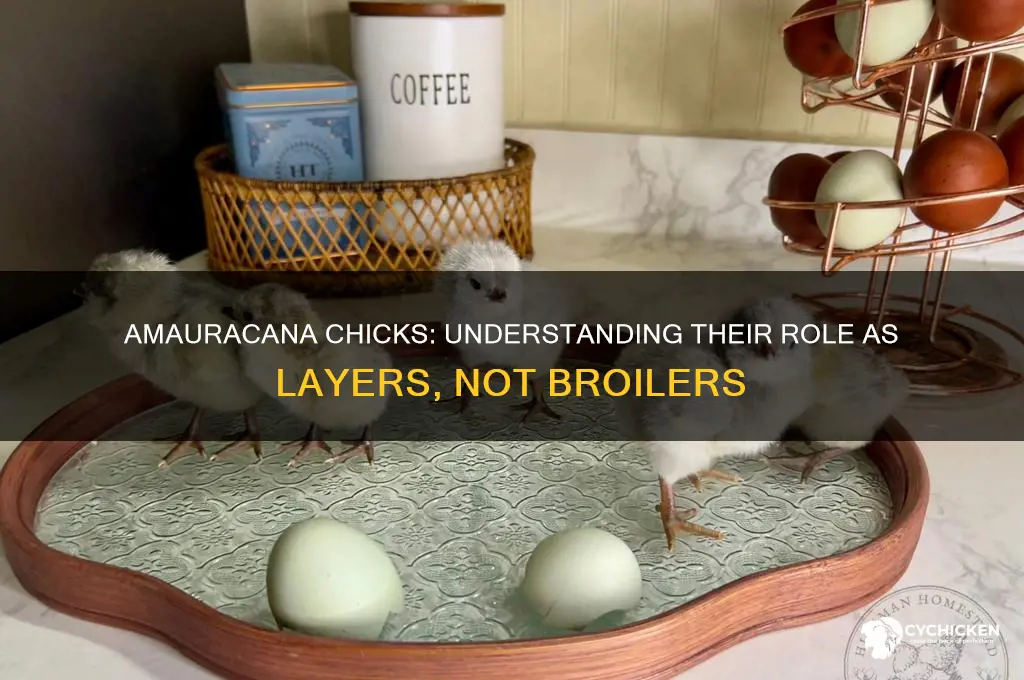 is ameraucana chick a broiler or layer