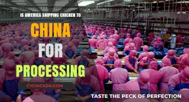 America's Chicken Export: Unraveling the China Processing Mystery