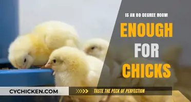 Chick Comfort: Is an 80-Degree Room Sufficient for Their Growth?