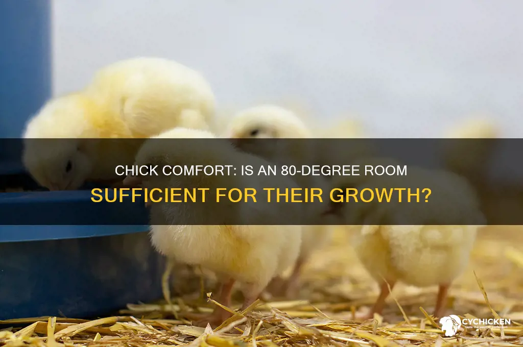 is an 80 degree room enough for chicks