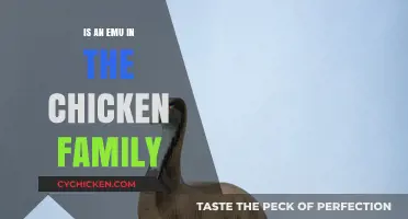 Are Emus Related to Chickens? Unraveling the Bird Family Tree