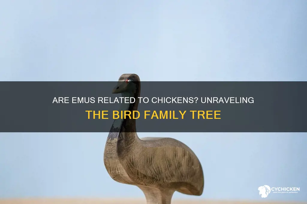 is an emu in the chicken family