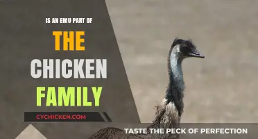 Are Emus Related to Chickens? Unraveling the Bird Family Tree