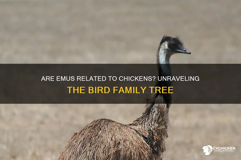 is an emu part of the chicken family