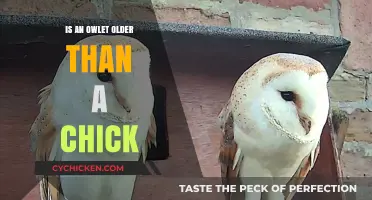 Owlet vs. Chick: Unraveling the Age-Old Question of Their Ages