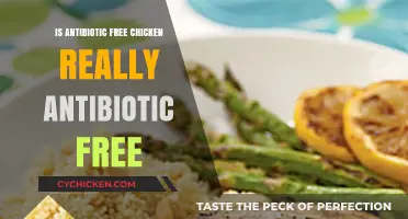 Is Antibiotic-Free Chicken Truly Free of Antibiotics?
