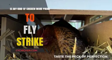 Which Chickens Are Prone to Fly Strike?