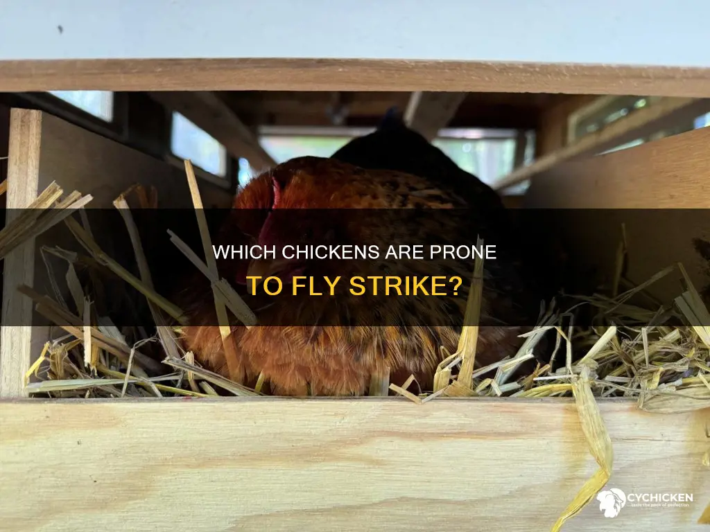is any kind of chicken more prone to fly strike