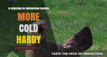 Araucana vs. Ameraucana: Which Chicken Breed Handles Cold Better?